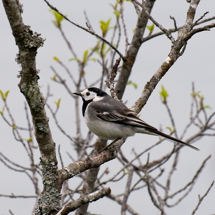 Südtirol D35_5070 als Smart-Objekt-1 Kopie.jpg - Am Grubsee aufgenommen